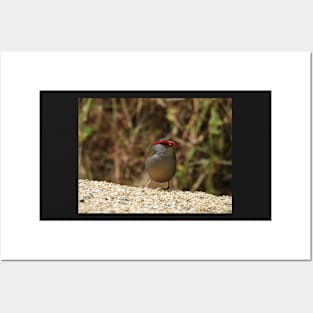 Red-browed Finch at Norton Summit Posters and Art